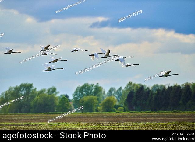 mute swans (cygnus olor), flying, bavaria, germany