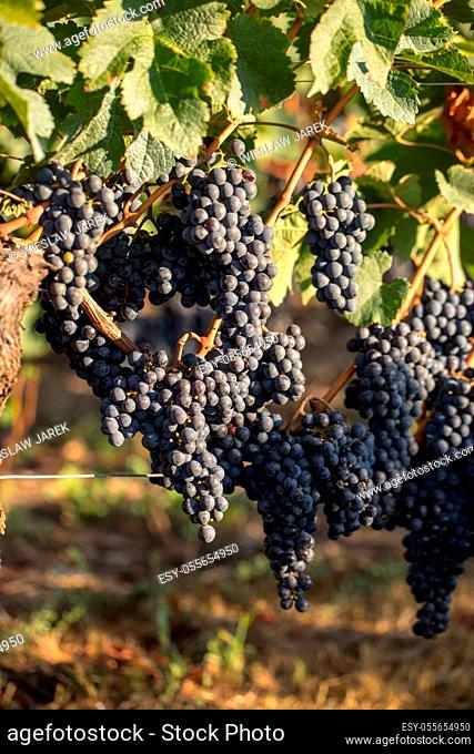 Close up of red merlot grapes in vineyard. Medoc, Gironde, Aquitaine. France