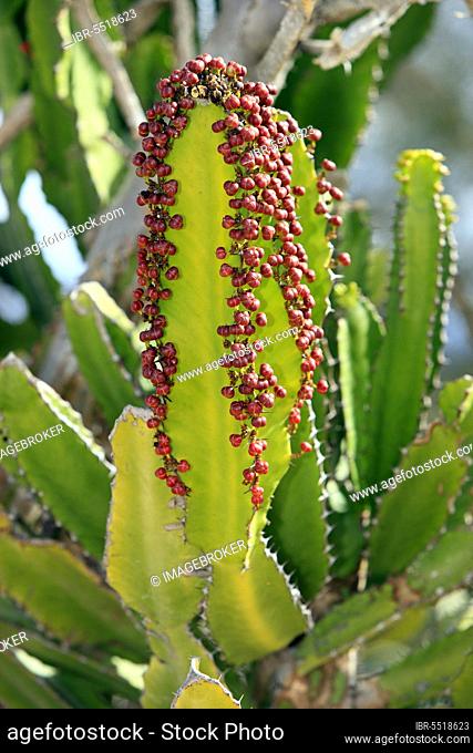 Candelabra tree (Euphorbia candelabrum) (Euphorbia ingens)