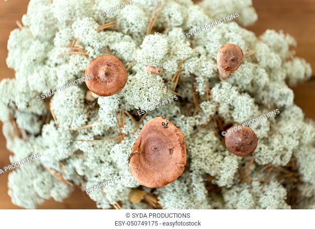 lactarius rufus mushrooms in reindeer lichen moss