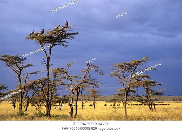 Storm clouds and evening light, vultures perched in acacia trees, Masai Mara, Kenya