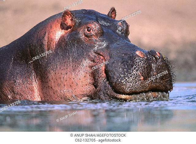 Hippopotamus (Hippopotamus amphibius). Serengeti National Park. Tanzania