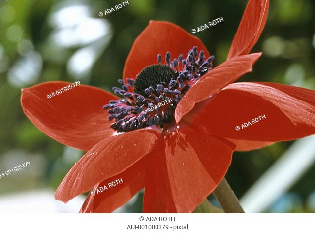 Anemone coronaria - bright red with a conspicuous heart of blue-black stamens - a beautiful butterfly too heavy to fly off