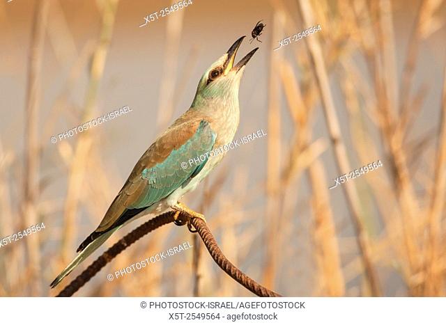 European roller (Coracias garrulus) on a branch. This migrant bird is the only roller bird family member to breed in Europe