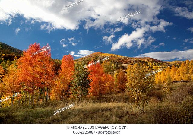 Fall colors have arrived at the Kolob Plateau in Southern Utah