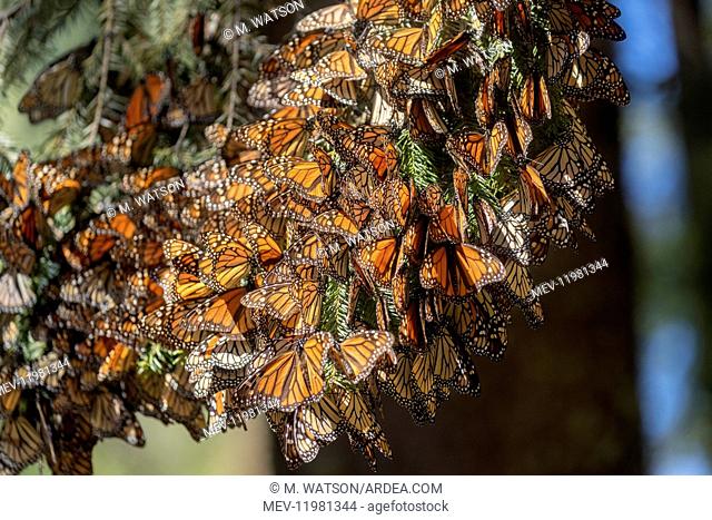 Central America, Mexico, State of Michoacan, Angangueo, Reserve of the Biosfera Monarca El Rosario, monarch butterfly (Danaus plexippus), Foraging on flowers