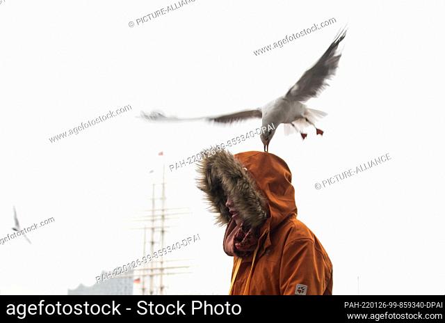 26 January 2022, Hamburg: At the harbor on the Elbe, a woman lets a seagull eat a piece of bread previously placed on her hood
