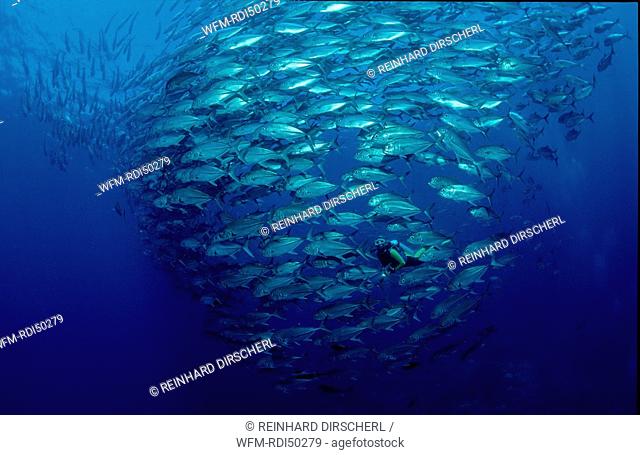 Bigeye trevally and scuba diver, Caranx sexfasciatus, Pacific ocean Celebes Sea, Malaysia Borneo Sipadan