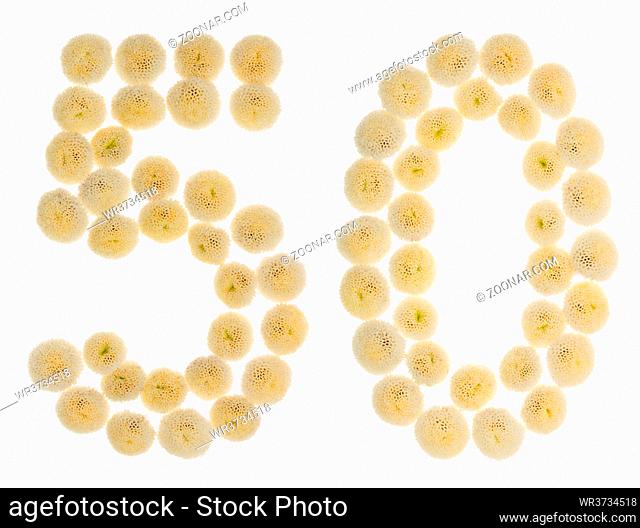 Arabic numeral 50, fifty, from cream flowers of chrysanthemum, isolated on white background