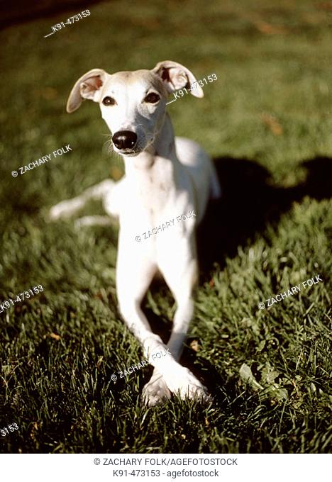 Whippet on grass with front paws crossed