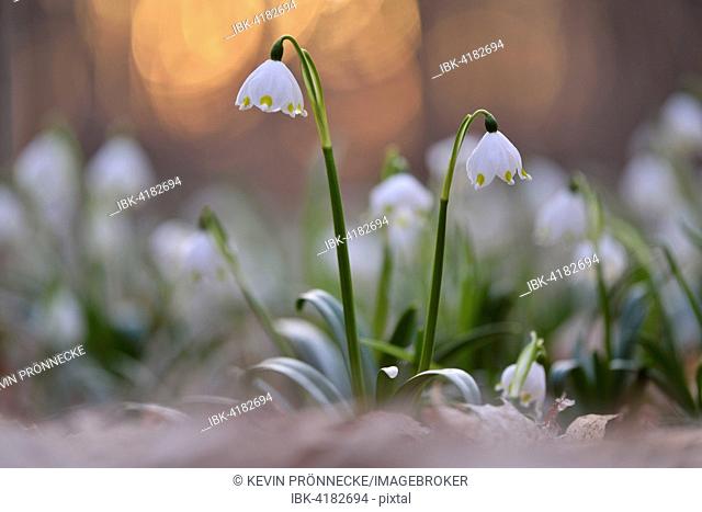 Spring snowflakes (Leucojum vernum) in evening light, Auwald, Riparian forest, Saxony, Germany