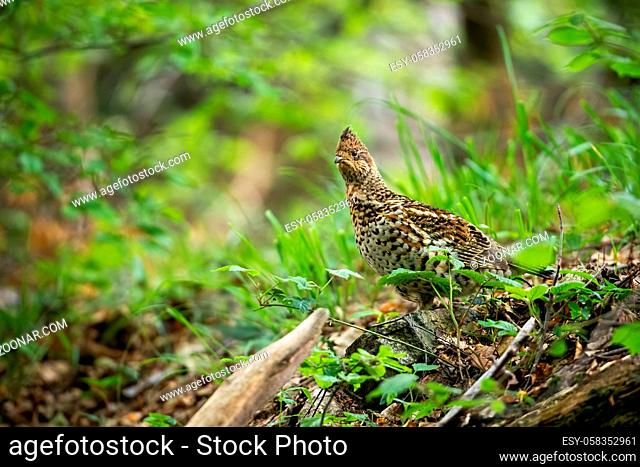 Curious hazel grouse, tetrastes bonasia, watching attentively in green woodland. Shy endangered bird species with brown spotted feathers in summer nature with...