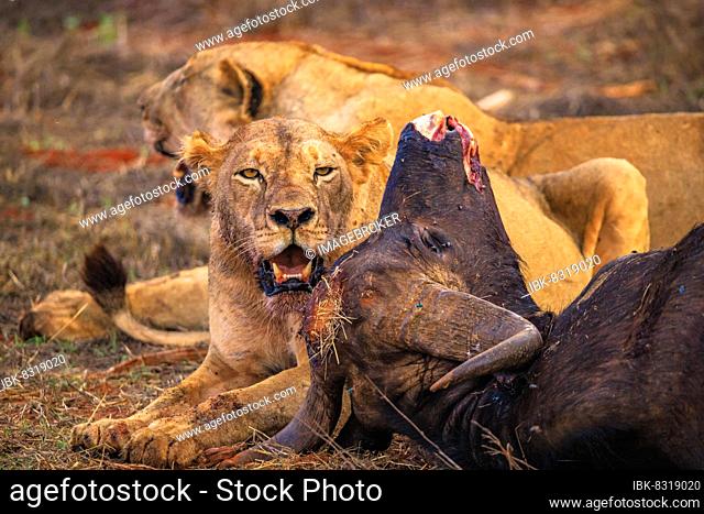 Lion (Panthera leo) female blood-smeared, eating a killed african buffalo (Syncerus caffer) in the bush, Tsavo East National Park, Kenya, East Africa, Africa
