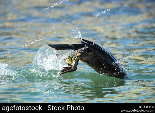 European Shag (Phalacrocorax aristotelis) adult, non-breeding plumage, diving from surface of sea, Poole Harbour, Dorset, England, United Kingdom, Europe