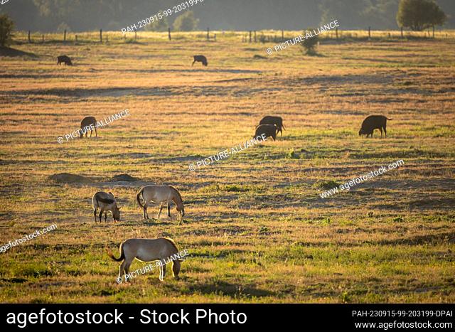 PRODUCTION - 04 September 2023, Brandenburg, Dallgow-Döberitz: Bison and Przewalski's horses graze on the desert in the Döberitzer Heide
