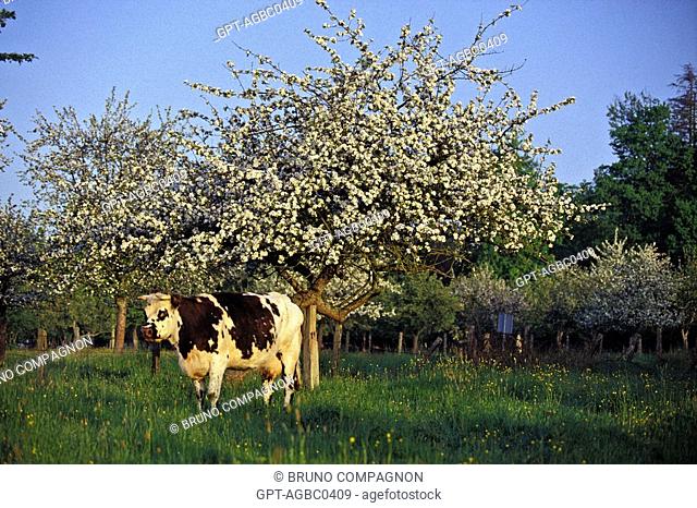 NORMANDY COWS UNDER THE FLOWERING APPLE TREES, EURE 27