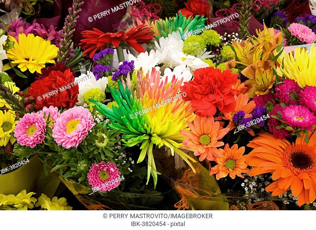 Bouquets of gerbera, chrysanthemums and other assorted freshly cut flowers for sale at an outdoor market, Byward Market, Ottawa, Ontario, Canada
