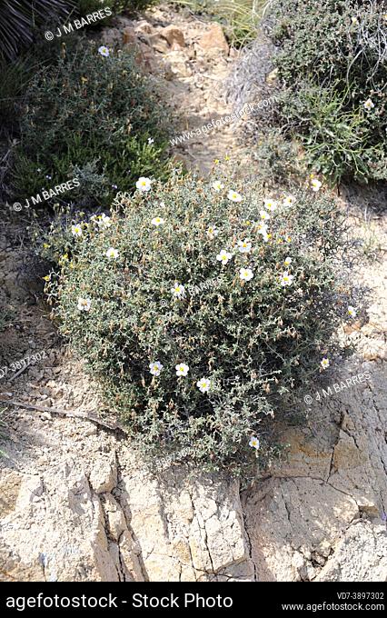 Jarilla or mata turmera (Helianthemum almeriense) is a subshrub native to southeastern Spain. This photo was taken in Cabo de Gata Natural Park, Almeria