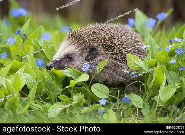 European hedgehog (Erinaceus europaeus) , Lower Saxony, Germany, Europe