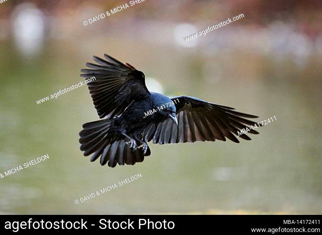 carrion crow (corvus corone), lands in a meadow, bavaria, germany