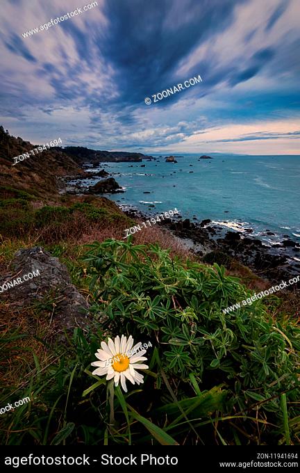 Flower in the foreground of a beautiful sunset at a rocky beach in Northern California