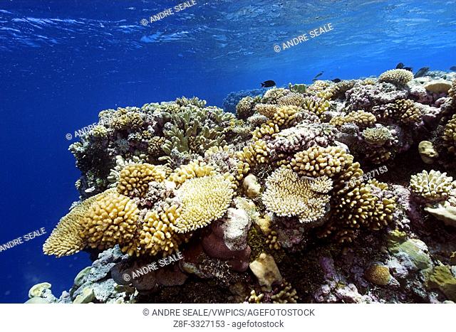 Pristine coral reef, mainly Acropora spp. , Ailuk atoll, Marshall Islands, Pacific