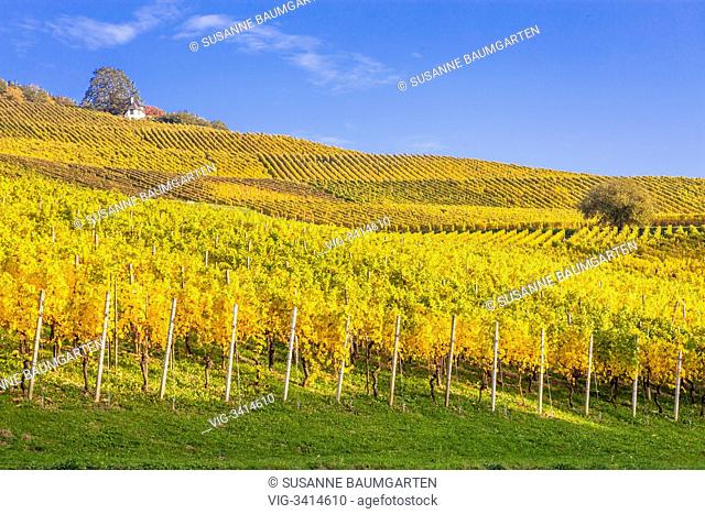 Vineyard cultivation between Sinzheim and Buehl. - BADEN-BADEN, BADEN-WUERTTEMBERG, GERMANY, 21/10/2012
