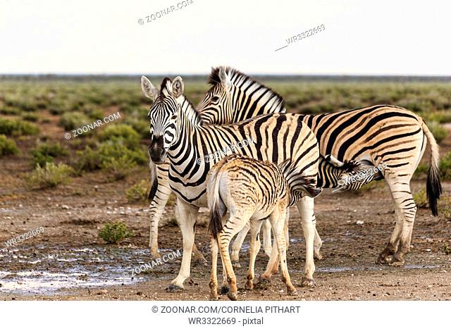 Zebras, Stute mit Fohlen; females with foals