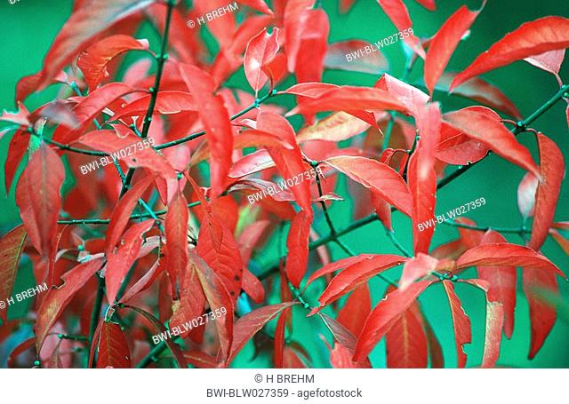 European spindle-tree Euonymus europaea, autumn colors