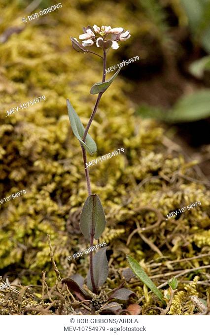 Perfoliate / Cotswold penny-cress (Thlaspi perfoliatum)