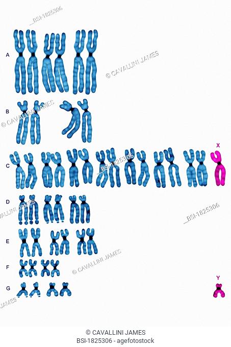 MALE CARYOTYPE<BR> <BR>Normal karyotype (46, XY - male).  Human chromosomes are classified by groups according to the Denver classification in which they are...