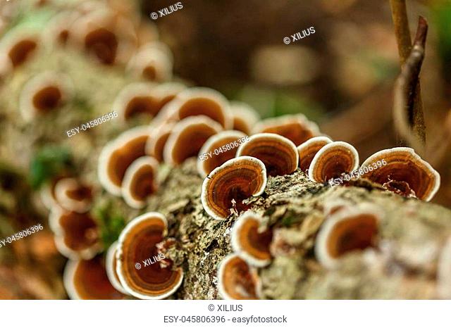 Closeup of parasite mushrooms on a fallen tree bark