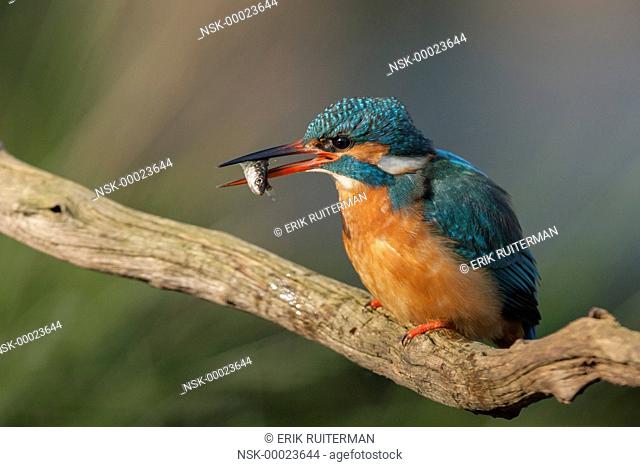 Common Kingfisher (Alcedo atthis) eating a Three-spined Stickleback (Gasterosteus aculeatus) on a dead stick, Belgium, Flanders