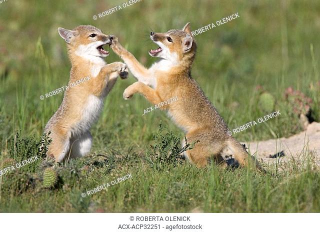 Swift fox Vulpes velox, kits playing at den, near Pawnee National Grassland, Colorado