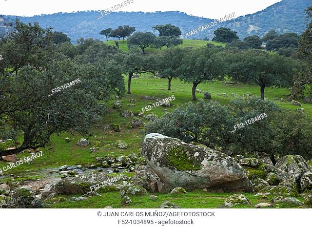 Meadow of Oaks. Sierra de Andújar Natural Park. Jaén province. Andalucía. Spain
