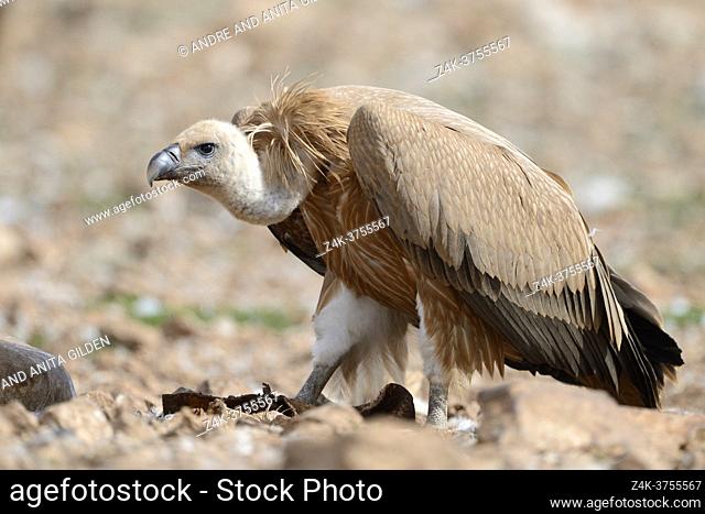 Griffon Vulture (Gyps fulvus) walking on the ground, Pyrenees, Spain