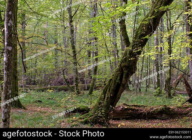 Broken trees in autumnal natural deciduous forest and old hornbeam tree moss wrapped in foreground, Bialowieza Forest, Poland, Europe