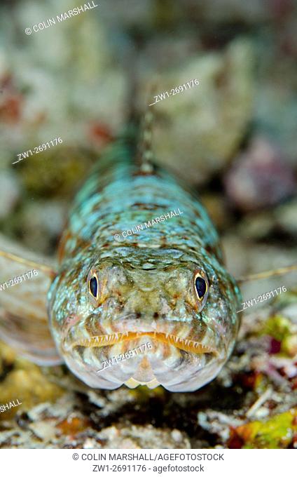 Reef Lizardfish (Synodus variegatus), Wedding Cake dive site, Wayil Island, Misool, Raja Ampat (4 Kings), West Papua, Indonesia