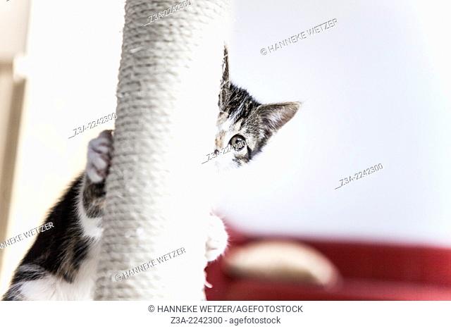 Cute kitten playing hide and seek with a scratching post
