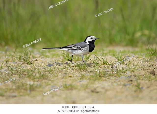 White Wagtail - Catching Insects (Motacilla alba alba)