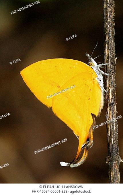 Yamfly Butterfly Loxura atymnus adult, resting on twig, Chaloem Phrakiat N P , Western Thailand, may