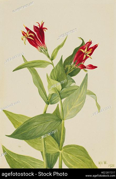 Carolina Pink (Spigelia marylandica), 1932. Creator: Mary Vaux Walcott