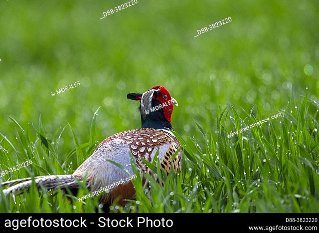 France, Department of Oise (60), Senlis region, land of great cultivation, Colchid's pheasant, ring-necked pheasant or hunting pheasant (Phasianus colchicus)