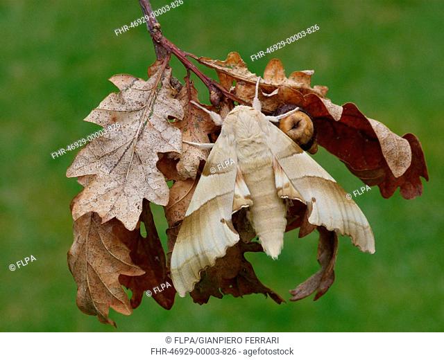 Oak Hawkmoth (Marumba quercus) adult, resting on dry oak leaves, Corsica, France, April