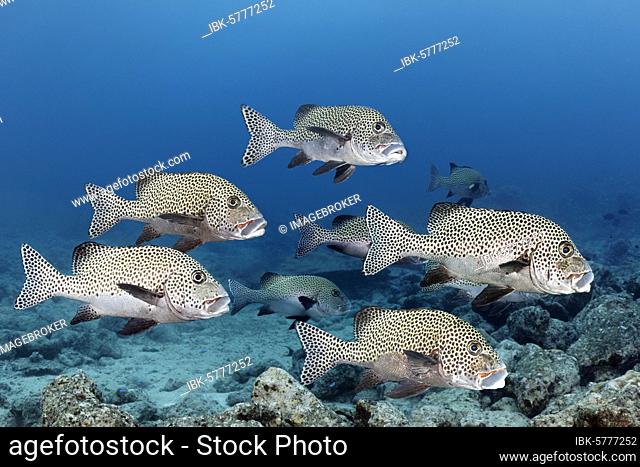 School of fish Harlequin sweetlips (Plectorhinchus chaetodonoides), Great Barrier Reef, Coral Sea, Pacific Ocean, Australia, Oceania