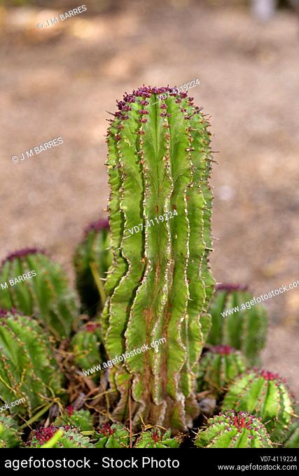 Euphorbia polygona is a succulent shrub endemic to South Africa. Flowered plant