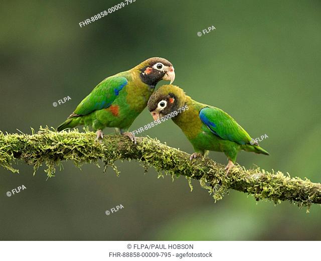 Brown hooded parrot, Pyrilia haematotis, pair bonding on mossy branch, Costa Rica, Feb