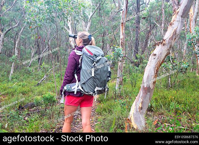 Woman in bushland forest of eucalyptus and gum trees loioking through binoculars during a bushwalk hike