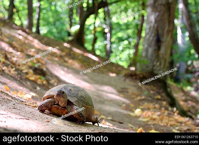 Closeup Turtle on Road in Macin Mountains Romania