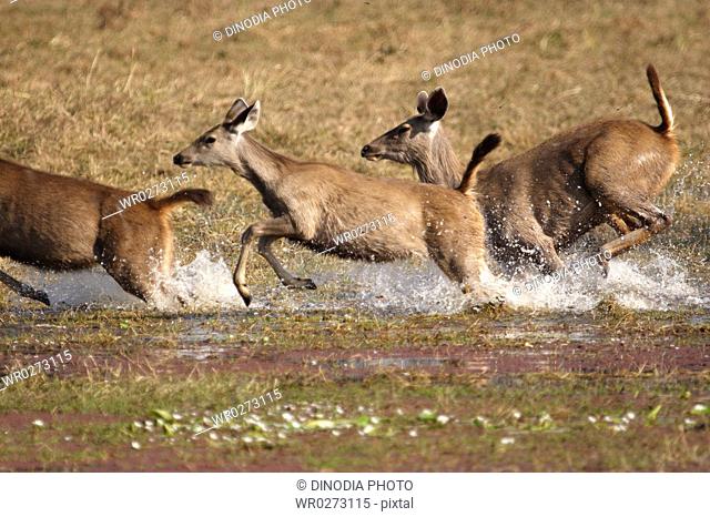 Herd of Sambar Deer Cervus unicolor running in Rajbagh lake , Ranthambore National Park , Rajasthan , India